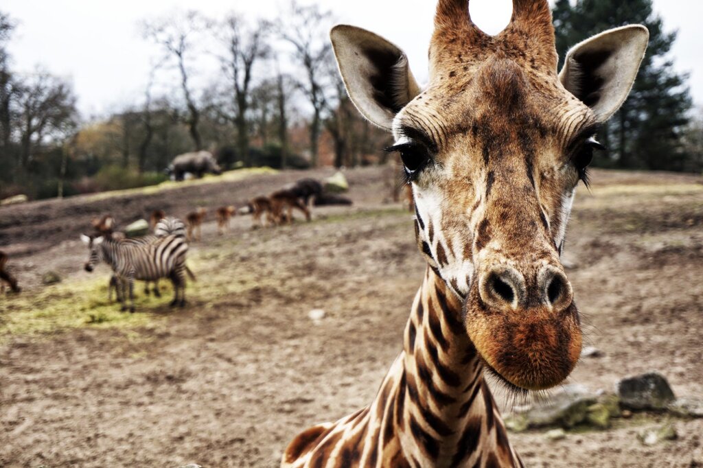 Een giraffe in een dierentuin met zebra's op de achtergrond.